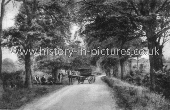 The Avenue, Southminster, Essex. c.1915